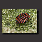 Bug, Striped shield Bug